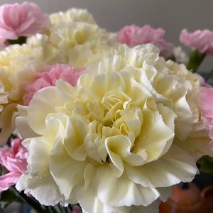 Meet your Posher, Harmony